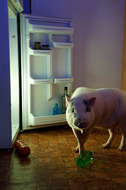 animal thief - pig and refrigerator - hangbuikzwijn stockfoto's en -beelden