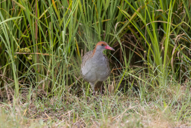 istock Slaty-breasted Rail on the ground close up shot. 1439217109