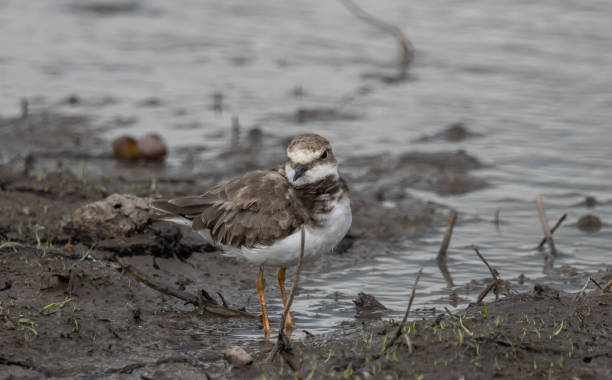 istock Little Ringed Plover on the Ground ( Animal Portrait ) 1439217208