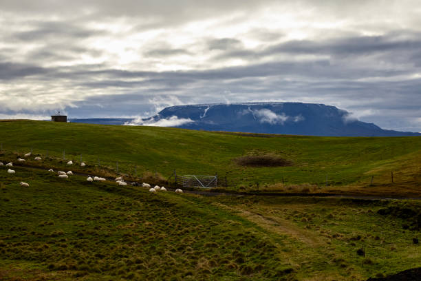 아이슬란드 북부의 아이슬란드 양 무리와 함께하는 풍경 - icelandic sheep 뉴스 사진 이미지
