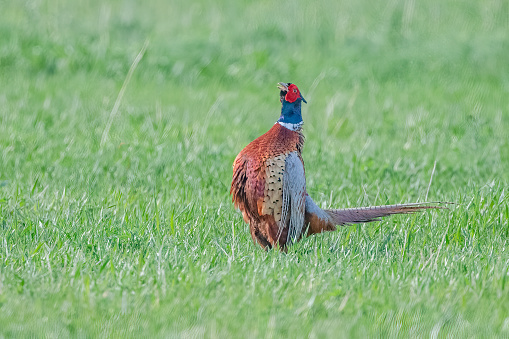 Ring necked Pheasant standing tall in preparation for flapping wings and fluttering to make noise at grass field for cattle feed near Broadview and Lavina, Montana north of Billings in northern USA.