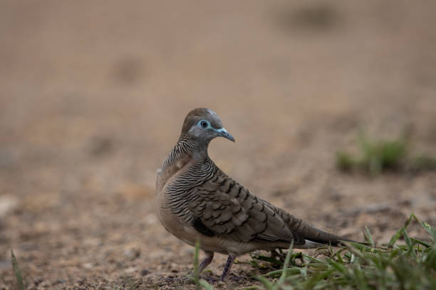 istock Zebra Dove on the ground ( Animal Portrait ) 1439217715