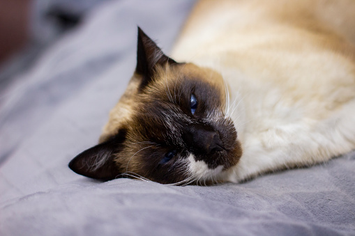 Thai Siamese C at with Bright Blue Eyes Lying on Blanket