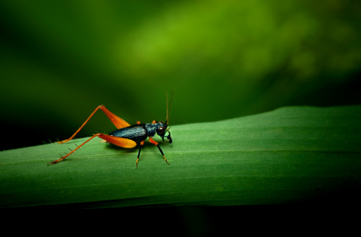 Tiny orange and black cricket on grass leaf
