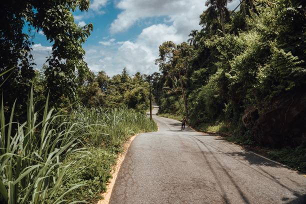 istock Road with the tropical forest in Brazil 1439218399