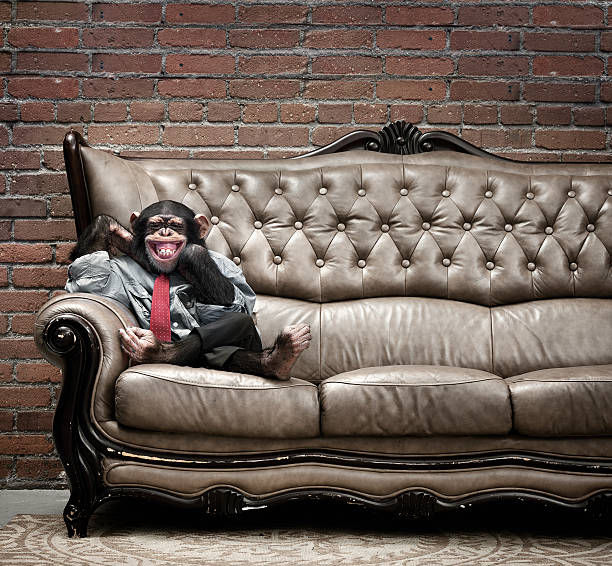 Male chimpanzee in business clothes