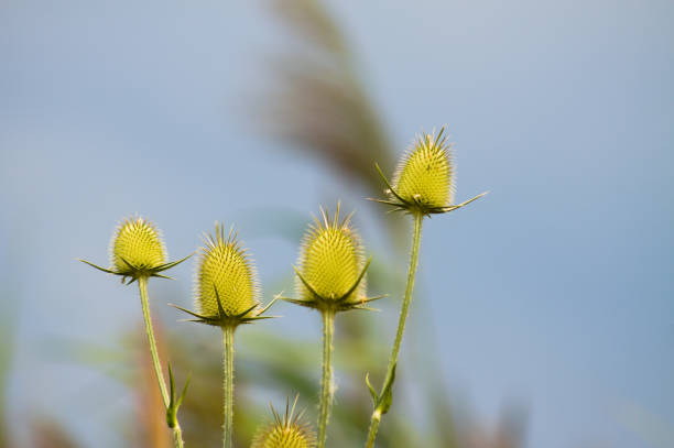 Closeup of green cutleaf teasel seed with blue sky on background