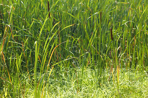 Close-up of broadleaf cattail with selective focus on foreground