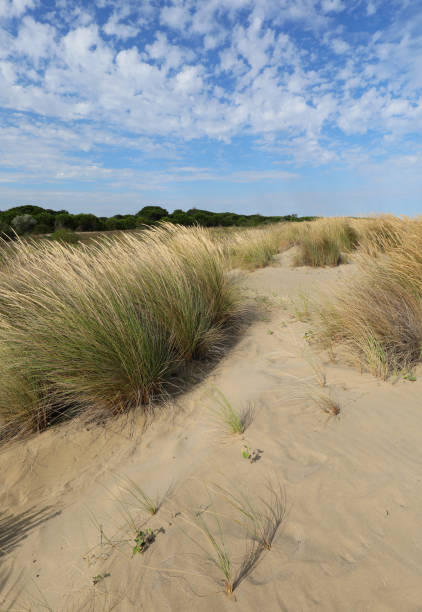 istock desert landscape with sand dunes and shrubs withered 1439219179
