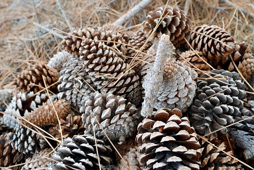 Close up of pile of pine cones on forest floor covered with pine needles.