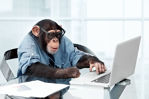 Male chimpanzee in business clothes Male chimpanzee in business clothes using a laptop ape stock pictures, royalty-free photos & images