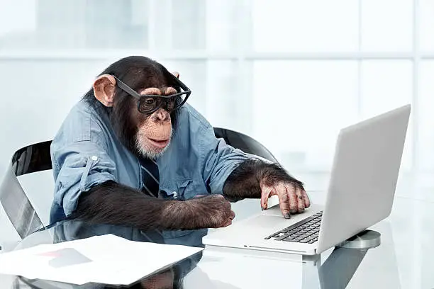Male chimpanzee in business clothes using a laptop