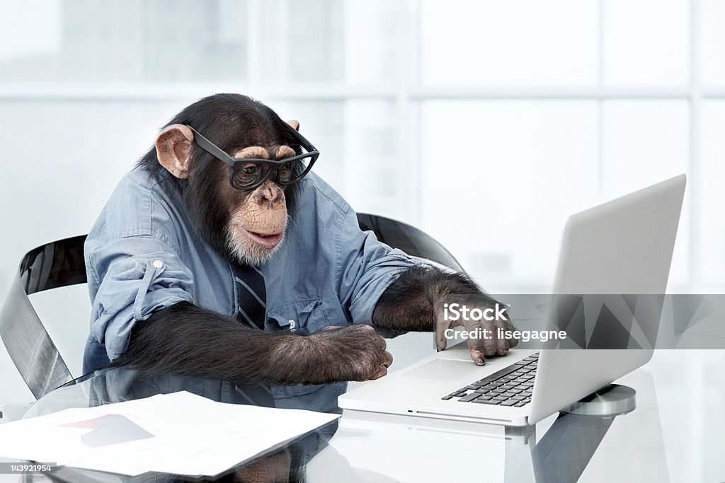 Macho Chimpanzé em Roupas de Negócios - Royalty-free Macaco antropoide Foto de stock