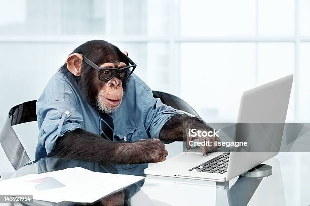 Macho Chimpanzé Em Roupas De Negócios - Fotografias de stock e mais imagens de Macaco antropoide - Macaco antropoide, Humor, Computador