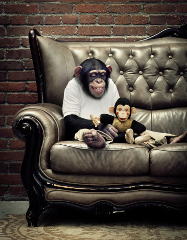 Chimpanzee playing with a monkey toyhttp://www.lisegagne.com/lightboxes/chimp.jpg