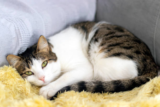 istock sweat cat resting on sofa at home. close-up. 1439220415