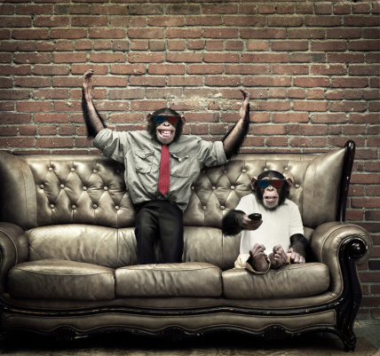 Two young male chimpanzees watching 3d movie