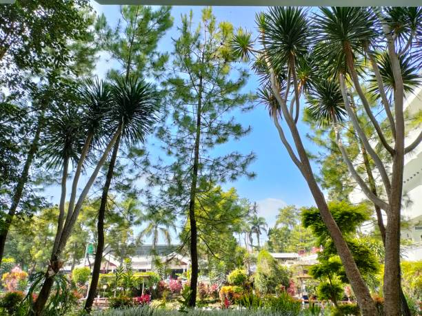 istock View of green trees 1439221584