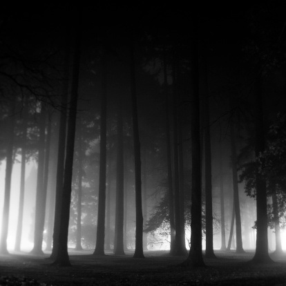 Black and white photo of a foggy night in an old-growth forest.  Distant lights of the city illuminate the trees to produce dramatic silhouettes.