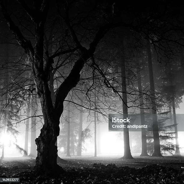 Foggy Noc W Lesie - zdjęcia stockowe i więcej obrazów Upiorny - Upiorny, Czarno biały, Drzewo
