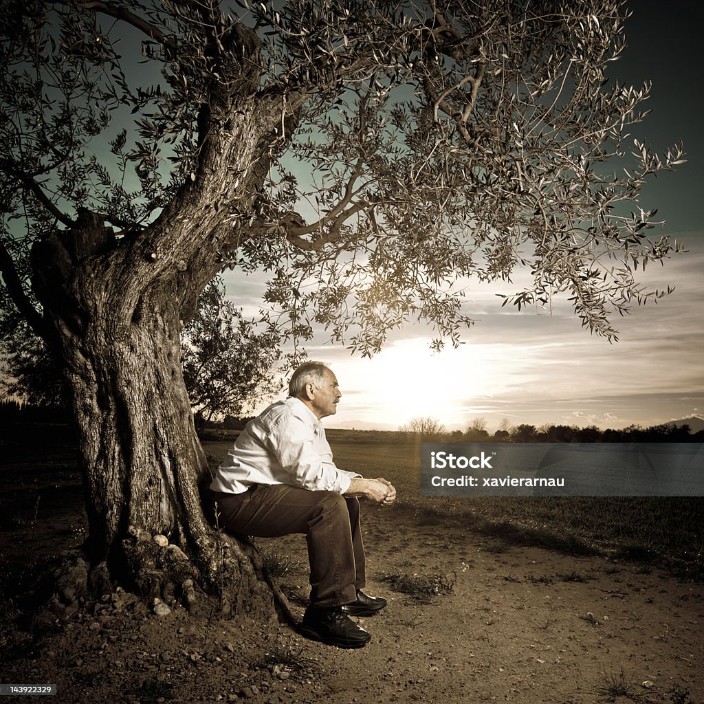 Stary człowiek starożytnego drzewa - Zbiór zdjęć royalty-free (Drzewo oliwne)