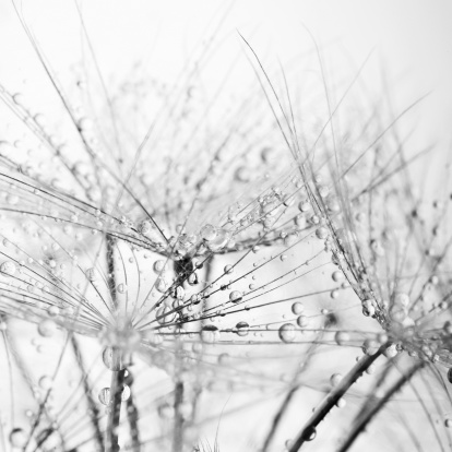 black and whit dandelion close up macro full of watr drops
