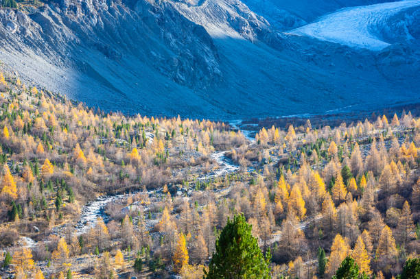 mäandrierender fluss zwischen goldenen lärchen - engadine alps landscape autumn european alps stock-fotos und bilder