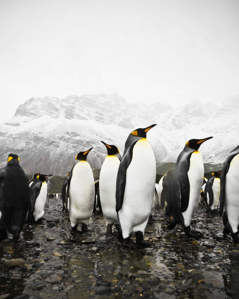 istock Antarctic King Penguins South Pole Region 143922687