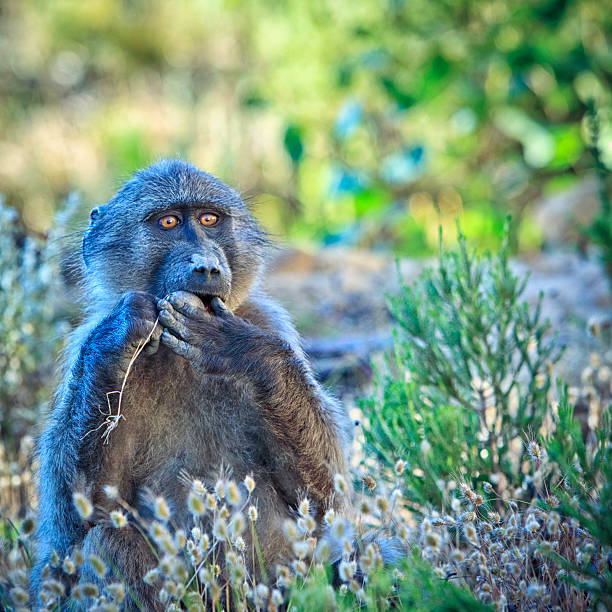 baboons at Cape Point, South Africa