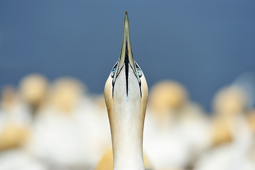 Close-up of a Northern Gannet. Head pointing the sky.