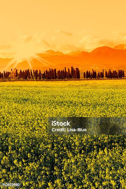 Canola Field Ao Pôr Do Sol Em Toscana - Fotografias de stock e mais imagens de Agricultura - Agricultura, Ajardinado, Amarelo