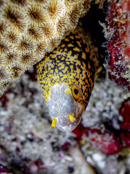 снежинка мурена - snowflake moray eel стоковые фото и изображения