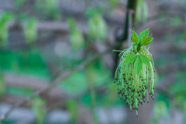 Flowering branch of a maple tree.