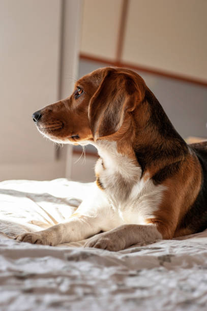 Beagle dog profile, sitting - fotografia de stock