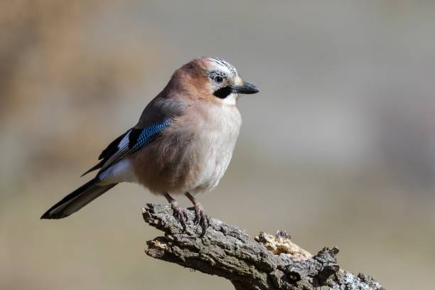 istock Selective focus of a tiny Eurasian jay on wood under the sunlight with a blurry background 1439232812
