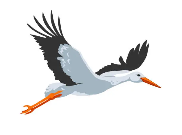 Vector illustration of Stork bird on white background.