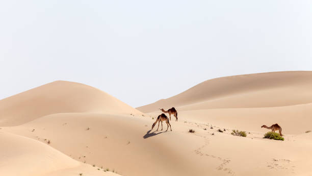 istock Group of middle eastern camels in the desert in UAE 1439235082
