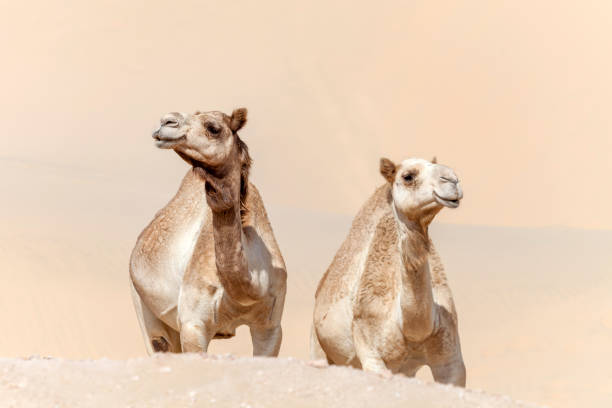 dos camellos de oriente medio en el desierto de los emiratos árabes unidos - camello dromedario fotografías e imágenes de stock