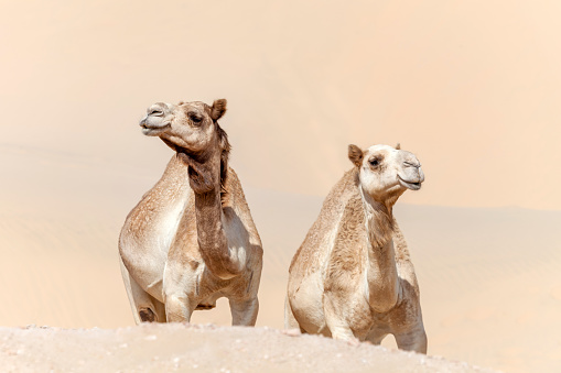 Two middle eastern camels in the desert in the UAE, animal portrait