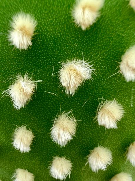 istock Cactus close up needles fur spikes background texture 1439235173