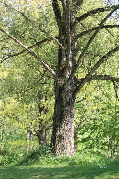 istock Green forest with tall trees during daytime 1439236870