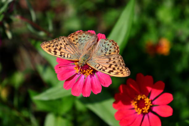 istock Red Zinnia Elegans flowers with a Cardinal butterfly (Argynnis pandora) 1439236964