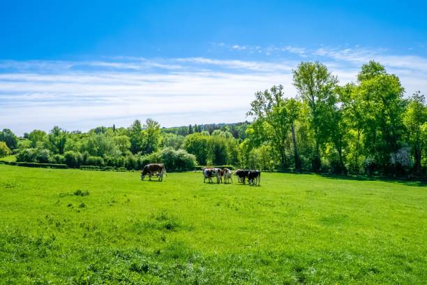 istock Herd of cows grazing on the pasture during daytime 1439239831