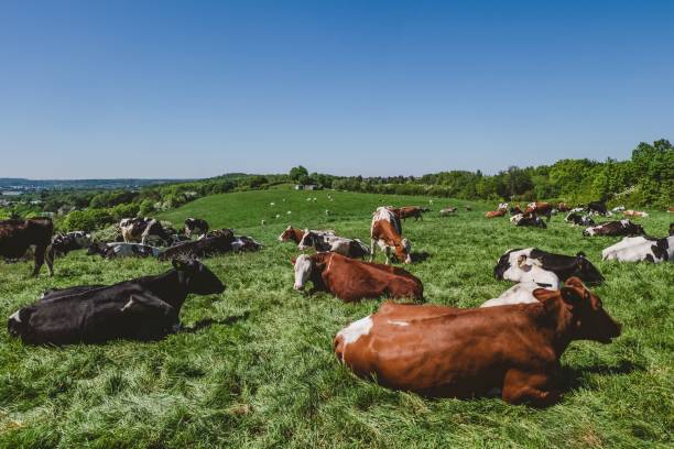 istock Herd of cows grazing on the pasture during daytime 1439239839