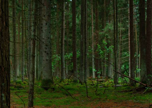 istock Tall trees in the forest during daytime 1439240261