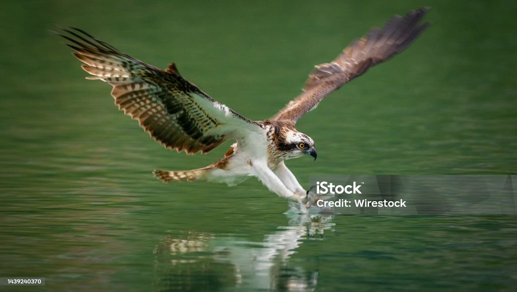 Increíble Imagen De Un Águila Pescadora O Halcón Marino Cazando Un Pez  Desde El Agua Foto de stock y más banco de imágenes de Agua - iStock
