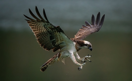 Eurasian Griffon vulture flying in wilderness.