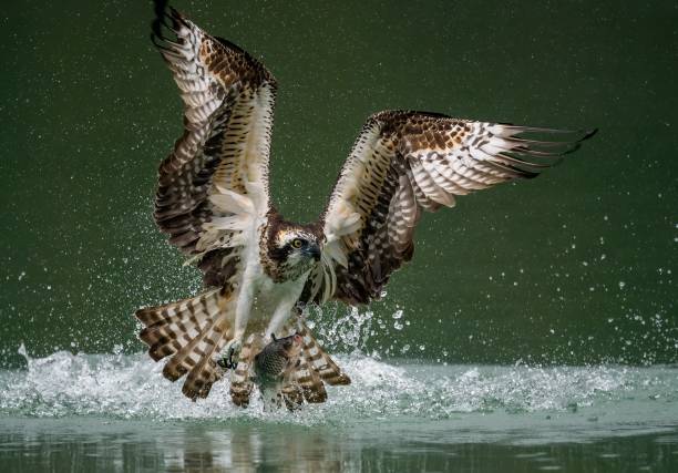 erstaunliches bild eines fischadlers oder seefalken, der einen fisch aus dem wasser jagt - fischadler stock-fotos und bilder