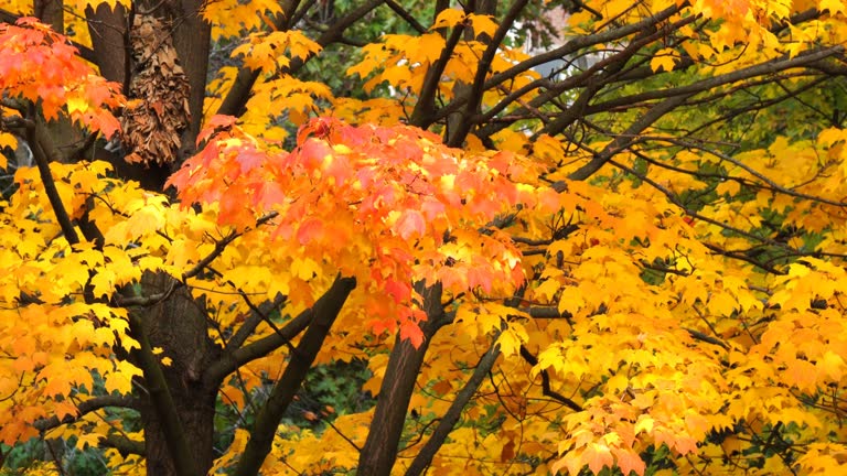 270+ Sugar Maple Tree Stock Videos and Royalty-Free Footage - iStock
