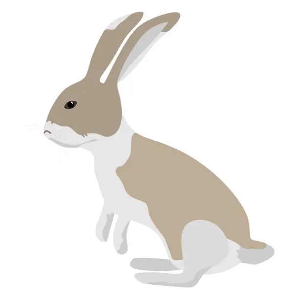Vector illustration of Vector of cute rabbit isolated on white background